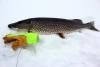 Northern pike caught in a remote Cook County lake. Photo by Joe Friedrichs